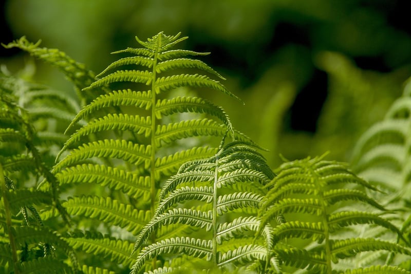 Fern Plant