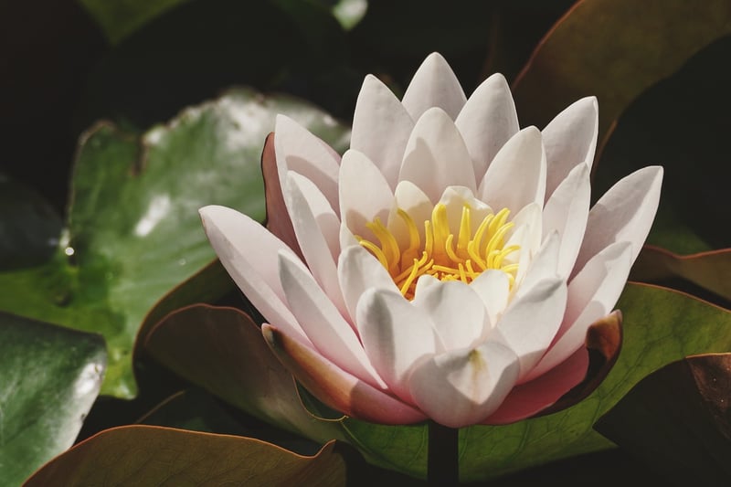 Water lily in a pond